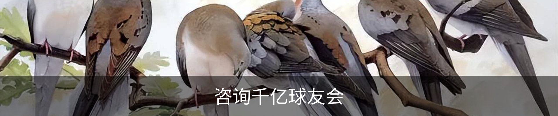 咨询千亿球友会
